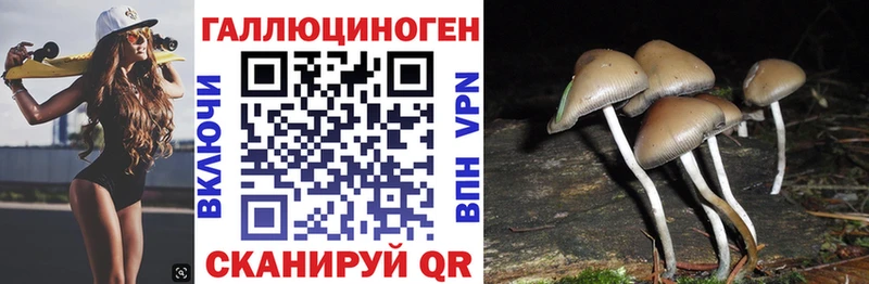где купить   Полярный  Галлюциногенные грибы Psilocybe 